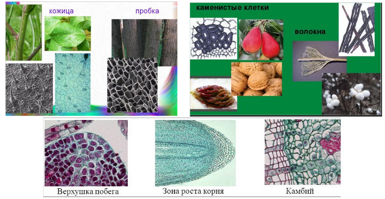 Биология 5 класс ткани растений таблица с рисунками