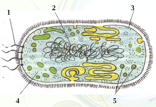 1-цитоплазма; 2-жгутик; 3-оболочка; 4-ядерное вещество; 5-вакуоли