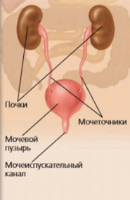 Выделительная