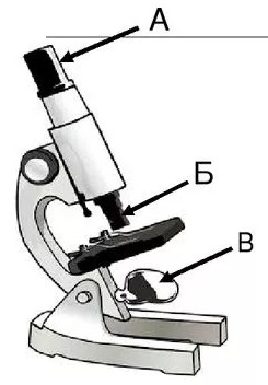 7. Какие названия имеют составные элементы светового микроскопа, буквами обозначенные на рисунке?