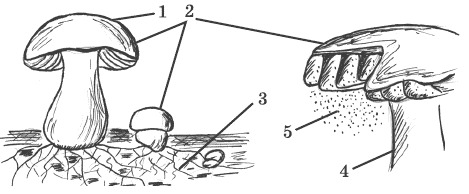 Какой вариант ответа имеет верные обозначения строения гриба