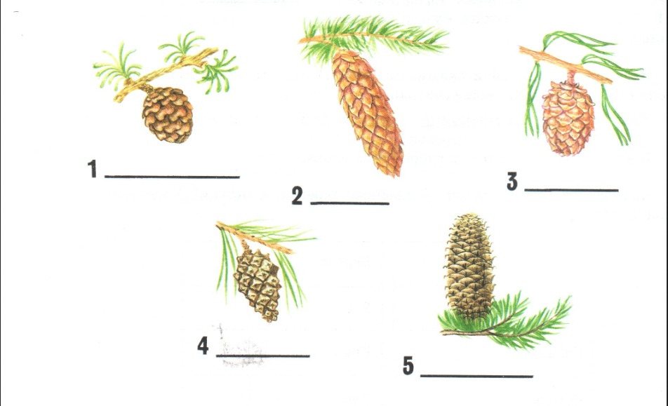 На каком дереве растёт каждая из шишек (выбери верные подписи к рисунку)