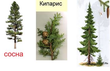 У какого представителя голосеменных (смотри рисунки) листья чешуйчатые