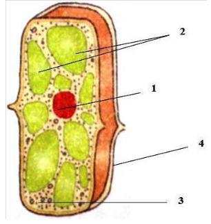 а) — оболочка; б) — вакуоли; в) — цитоплазма